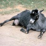 Baby goat lying down uid 1175201