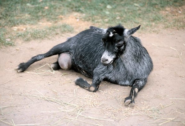 Baby goat lying down uid 1175201