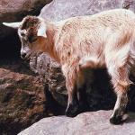 Baby mountain goat uid 1012891