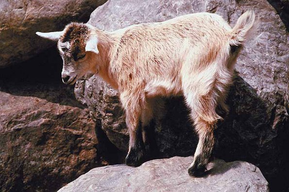 Baby mountain goat uid 1012891