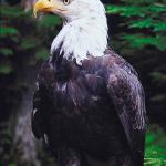 Bald eagle  Sitka  Alaska  U S A uid 1008112