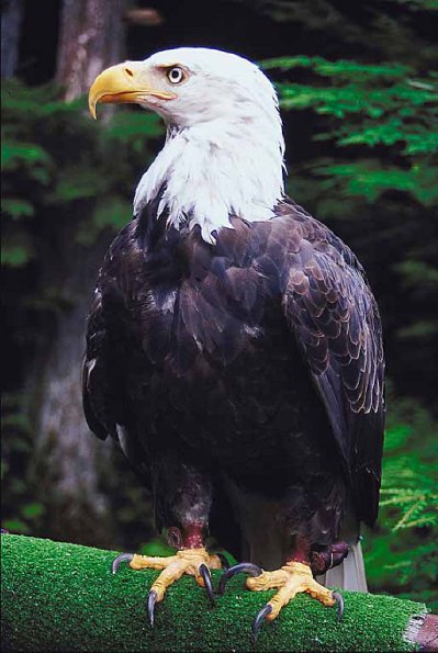 Bald eagle  Sitka  Alaska  U S A uid 1008112