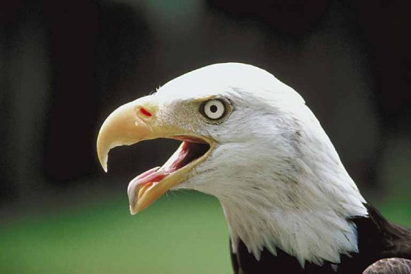 Bald eagle with open beak