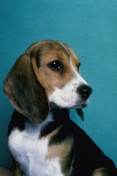Beagle against blue