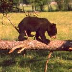 Bear Cub on Tree Branch