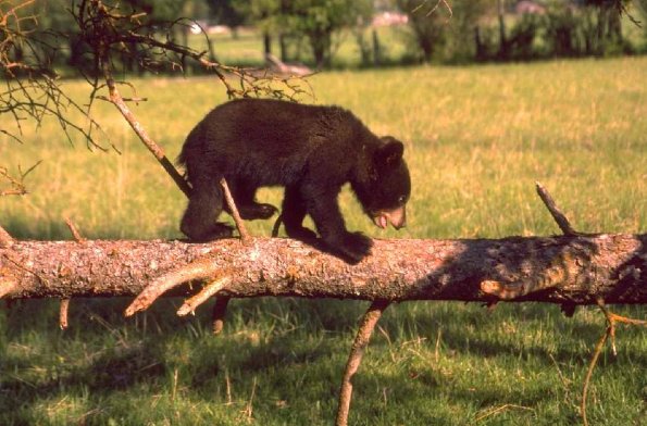 Bear Cub on Tree Branch