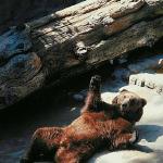 Bear laying on back uid 1012791