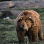 Bear uid 1187935