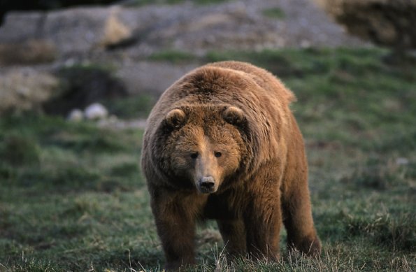 Bear uid 1187935