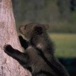 BearCub