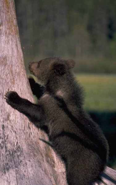 BearCub