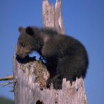 BearCubonwood