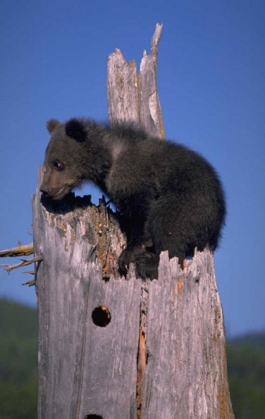 BearCubonwood