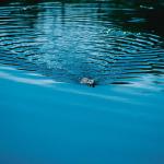 Beaver uid 1040185