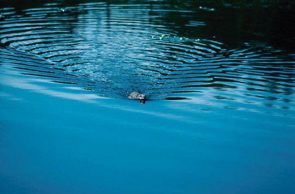 Beaver uid 1040185