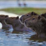 Beavers in water uid 1012779