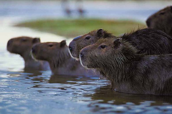 Beavers in water uid 1012779