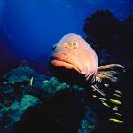 Beneath the Caribbean 0025