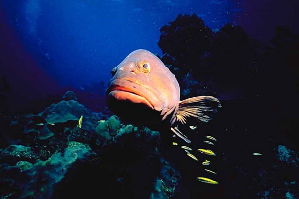Beneath the Caribbean 0025
