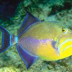 Beneath the Caribbean 0036