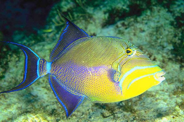 Beneath the Caribbean 0036