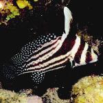 Beneath the Caribbean 0051