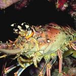 Beneath the Caribbean 0053