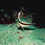 Beneath the Caribbean 0065