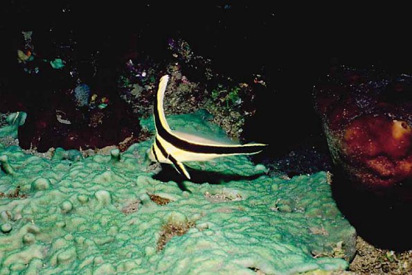 Beneath the Caribbean 0065