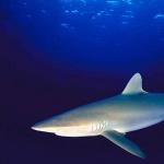 Beneath the Caribbean 0071
