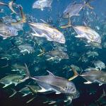 Beneath the Caribbean 0072