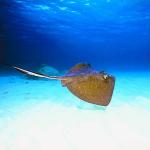 Beneath the Caribbean 0073