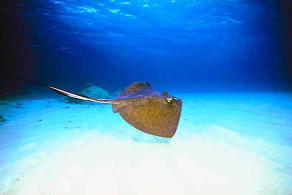 Beneath the Caribbean 0073