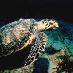 Beneath the Caribbean 0077