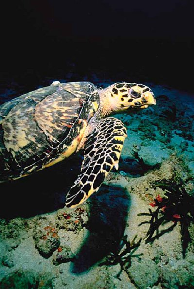 Beneath the Caribbean 0077