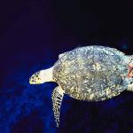 Beneath the Caribbean 0078