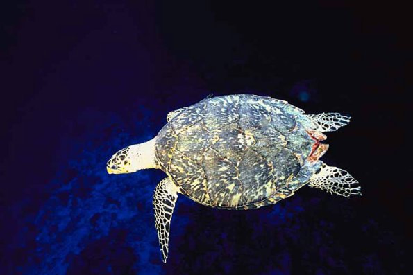 Beneath the Caribbean 0078