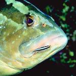Beneath the Caribbean 0090