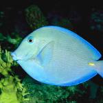 Beneath the Caribbean 0093