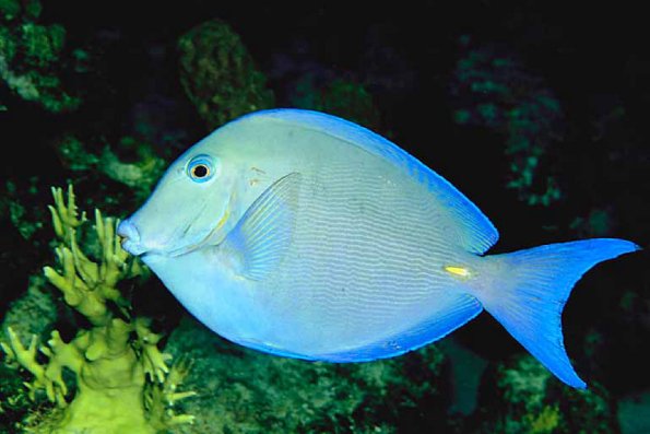 Beneath the Caribbean 0093