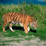 Bengal tiger uid 1659184
