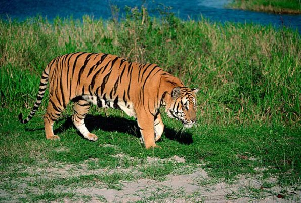 Bengal tiger uid 1659184