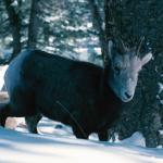 Big Horn Sheep in deep snow  Rockies Banff uid 1046528