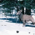 Big Horn Sheep in the snow  Rockies Banff uid 1046359