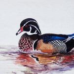Bird Illustrations 0010