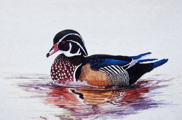 Bird Illustrations 0010