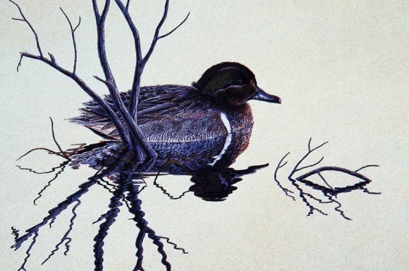 Bird Illustrations 0012