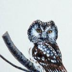 Bird Illustrations 0016