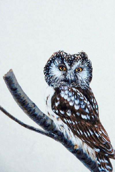 Bird Illustrations 0016