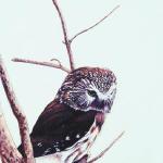 Bird Illustrations 0017